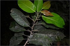 Elaeocarpus tectorius